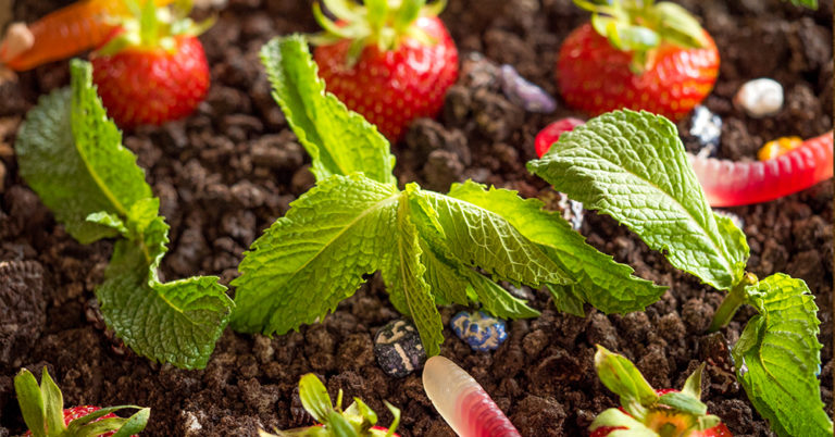 Get Into Gardening With Your Kids! This Is Dirt And Worms Like You Haven’t Seen Before…