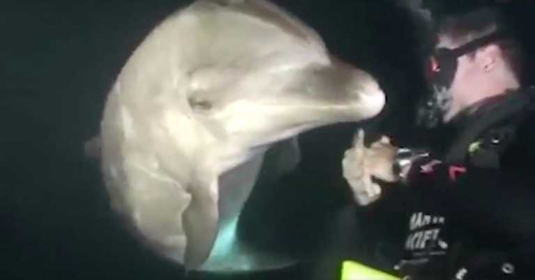 A Diver Was Swimming In Hawaii When A Dolphin Swam Up To Him, Asking For Urgent Help