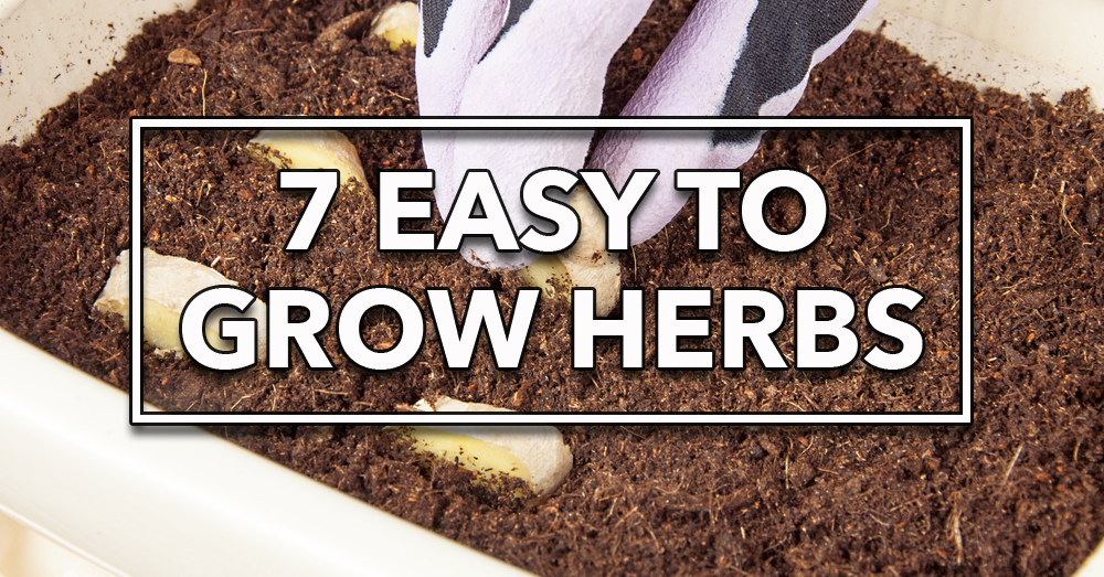 7 Herbs To Grow Yourself 12 Tomatoes