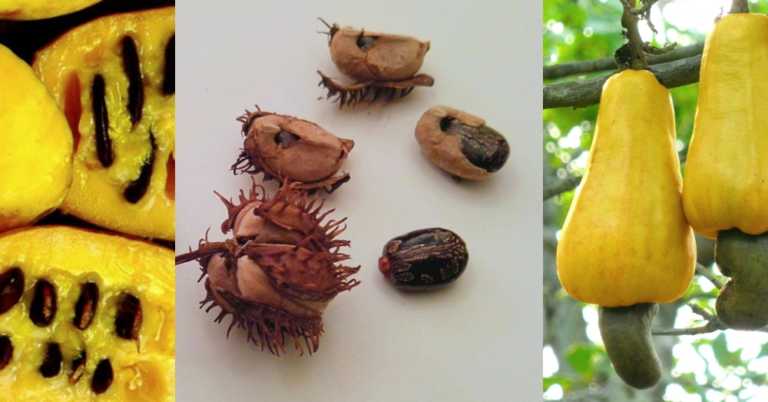 7 Poisonous Foods Humans Are Still Eating
