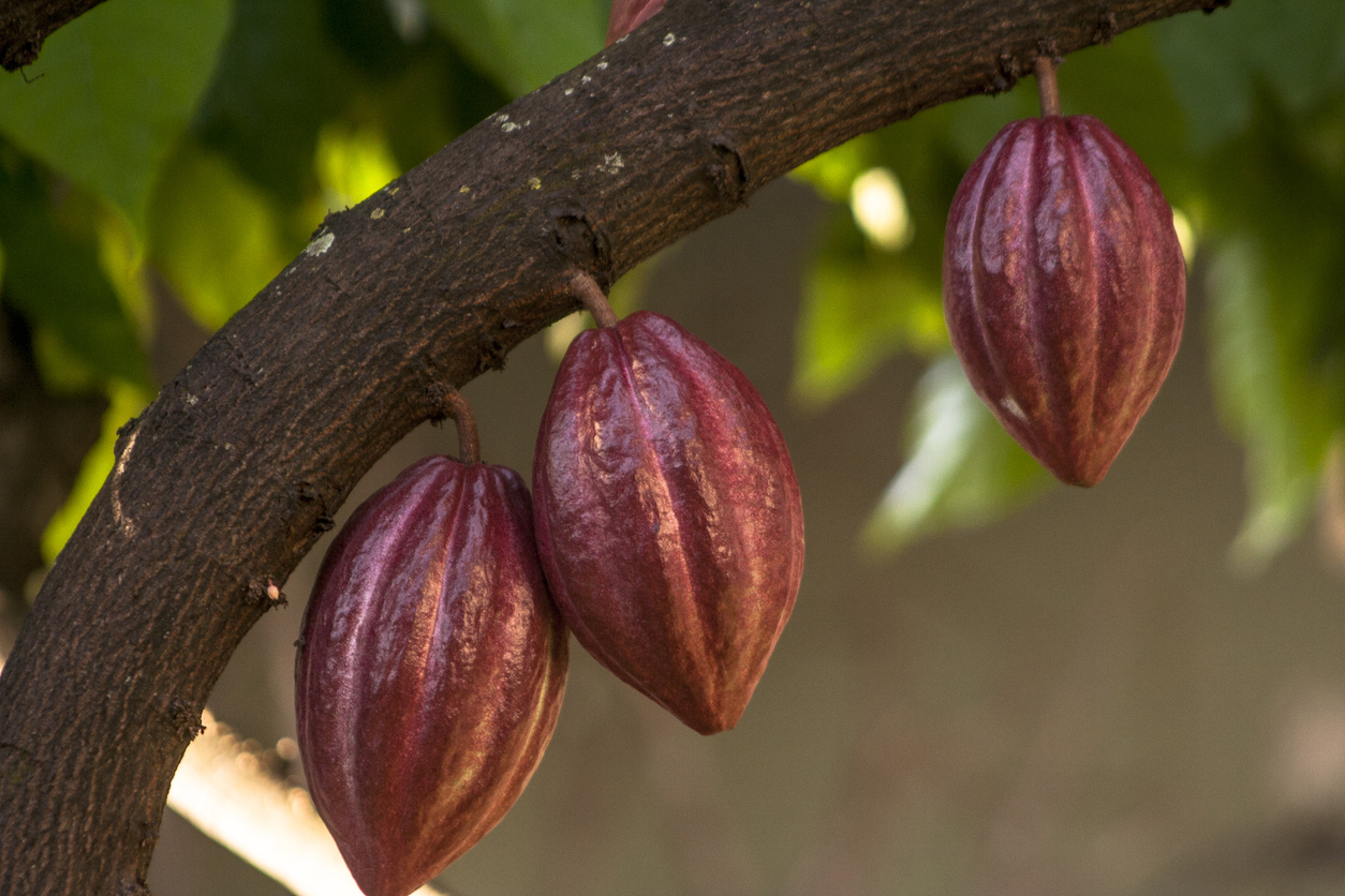 Fruto do Cacau - Fruta do cacaueiro