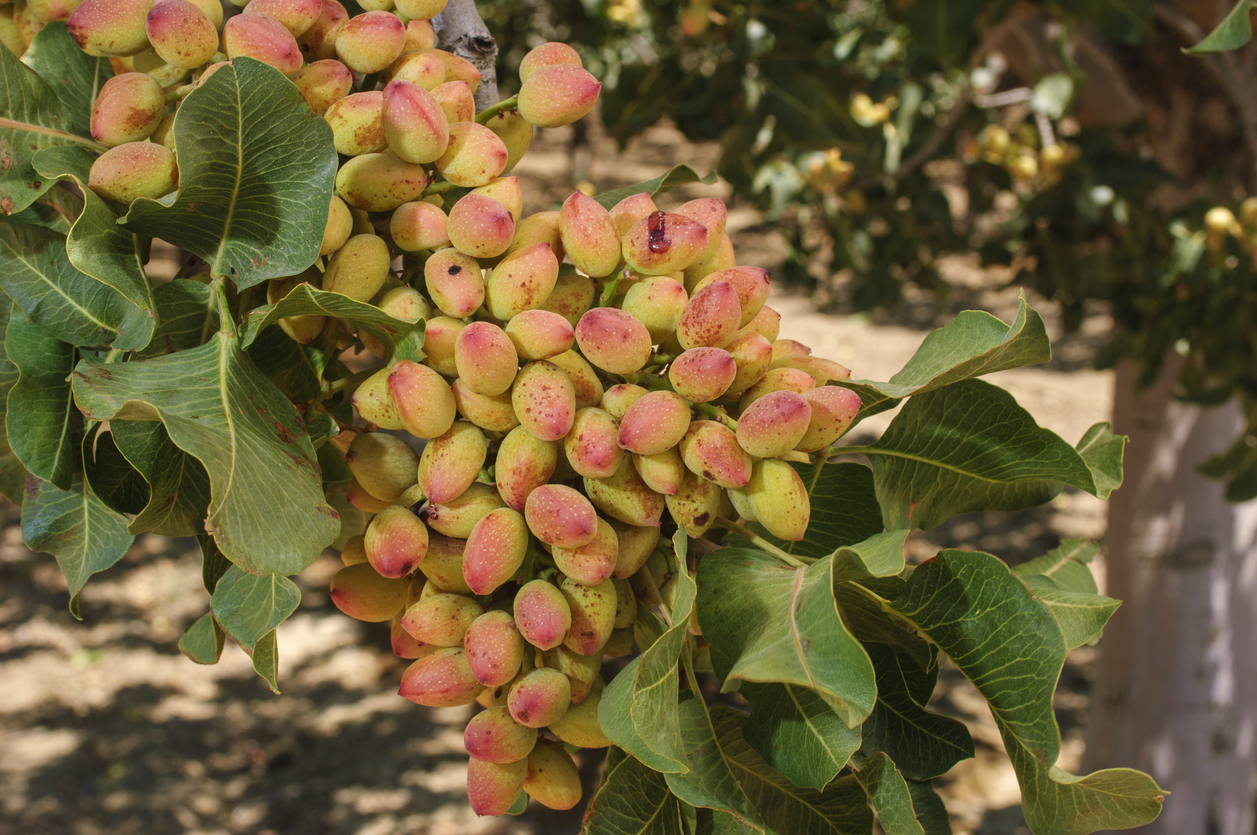 Close-up of Ripening Pistachio on Tree