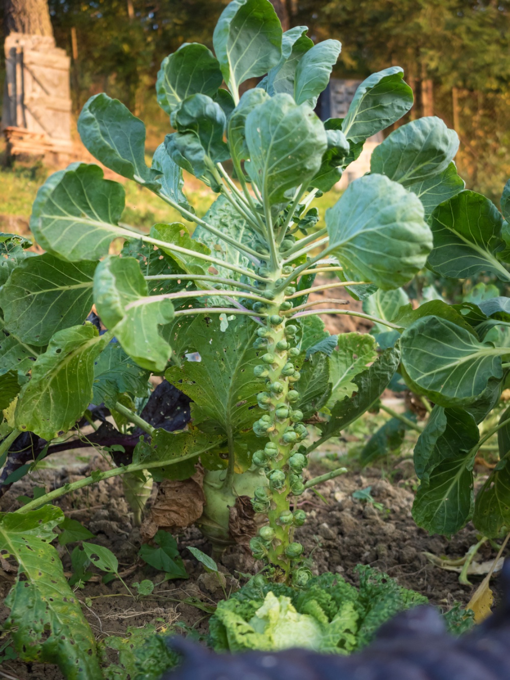 Brussels sprout in the garden