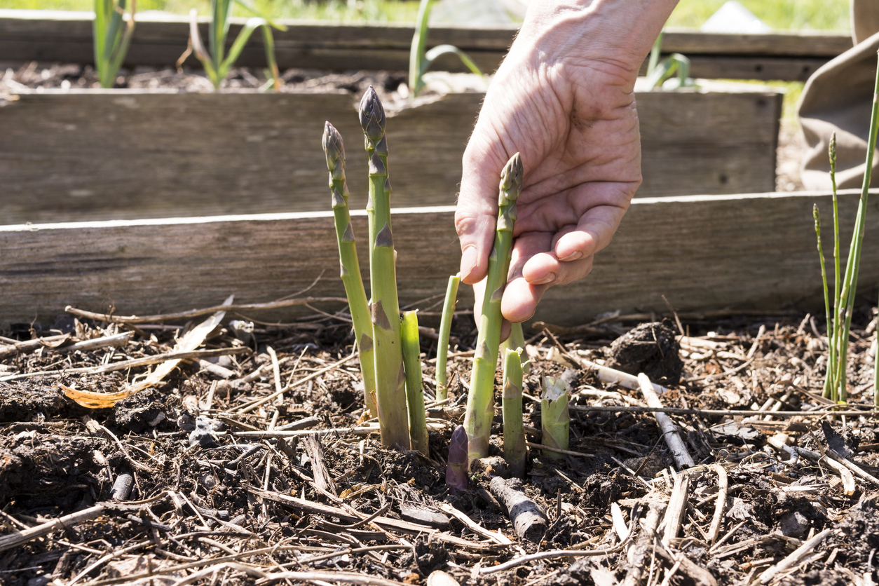 Close up of man's hand picking asparagus shoots in a raised bed