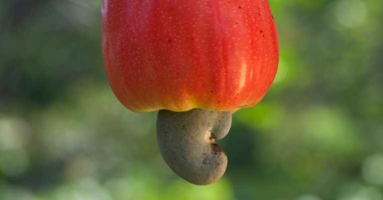 11 Foods That Grow In Ways You Couldn’t Imagine