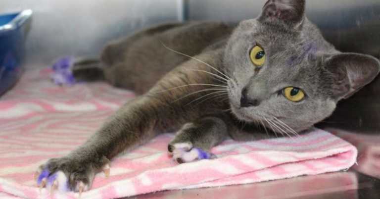 If You See A Cat With Purple Paws, Pick It Up And Take It To The Nearest Shelter. It’s Being Used As Bait