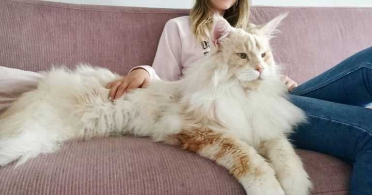Woman Shares Breathtaking Photos Of Her Maine Coon, And It’s Crazy How Large It Is