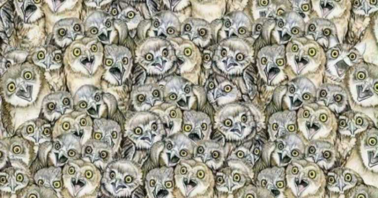 Can You Find The Cat In Plain Sight Among The Owls? If You Can’t, Check The Answer Here