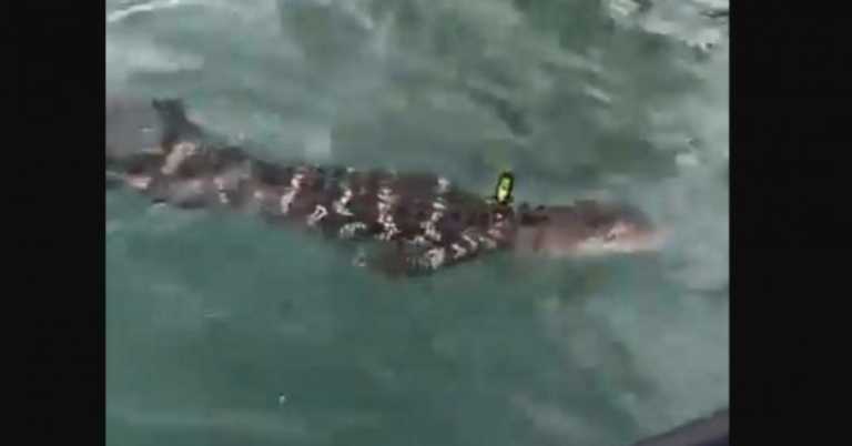 When This Swam By Our Boat In The Middle Of Lake Michigan, We Knew We Had To Help