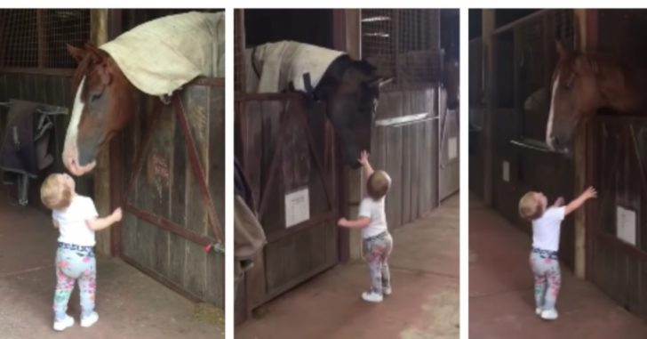 Little Girl Falls In Love With Horses and Shows Mom Adorable ...