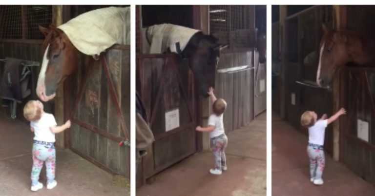 Little Girl Falls In Love With Horses and Shows Mom Adorable Morning Routine