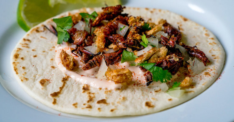Crispy Cricket Tacos