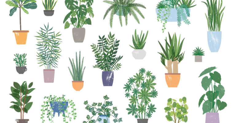 5 Plants That Thrive In Low-Light