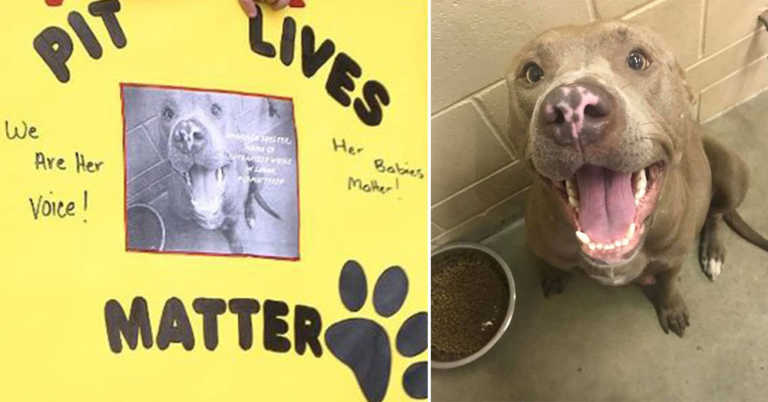 Animal Shelter Puts Down Pitbull While In Labor And People Are Furious