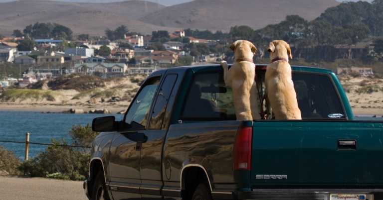 Over 100,000 Dogs Lose Their Life Each Year Riding In Truck Beds