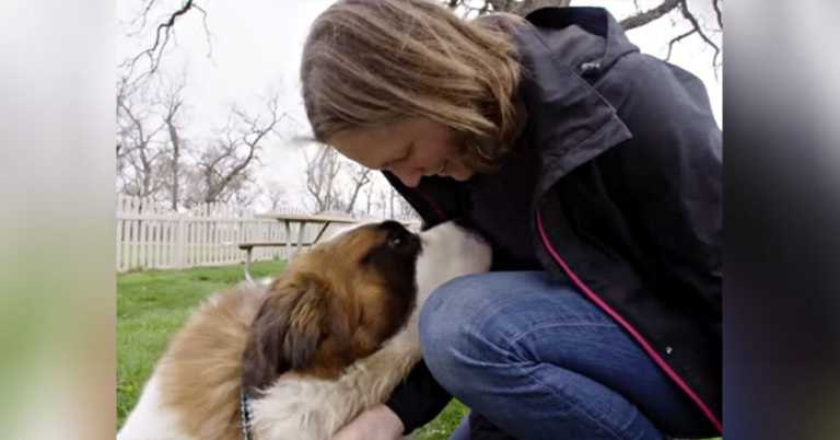 130-Lb. Dog Never Experienced Love, So Mom Drives 100s Of Miles To Bring Him Home.