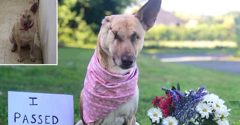 Stray Found With Ear Cut Off, Blind, Pregnant, And Shot 17 Times Proves Abusers Wrong In 1 Year