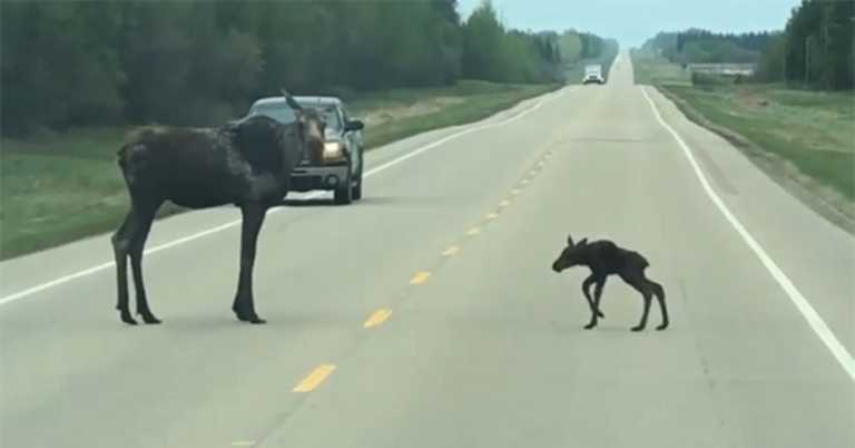 Man Catches Mama Moose Helping Wobbly-Legged Baby Cross The Road In Sweet Video.