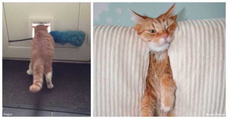 12 Of The Funniest Cat Photos On The Internet