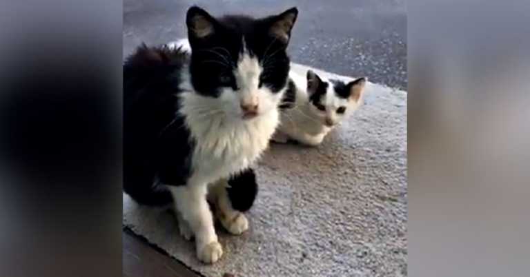Couple Thought Stray Cat They Fed Was Gone Until She Returned With Her Kitten By Her Side.