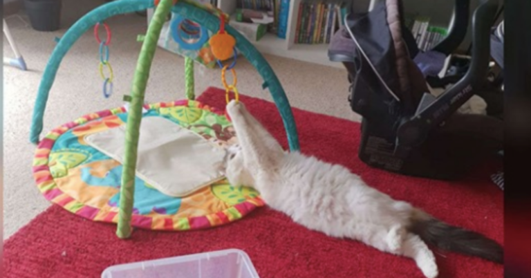 Cat Doesn’t Understand That This Fun New Toy Isn’t For Her