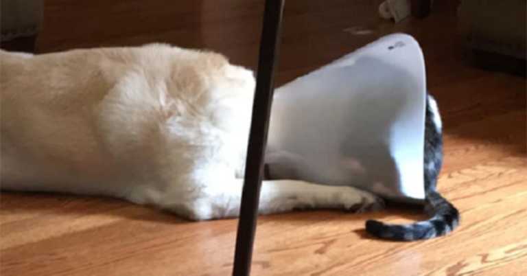 Millions Are Cracking Up At Cat Kneading Dog Sibling’s Cone Of Shame