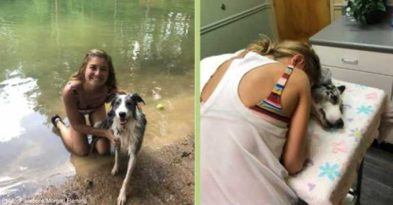 Dogs Across Southern U.S. Are Dying Due To Toxic Algae Exposure After Swimming In Lakes