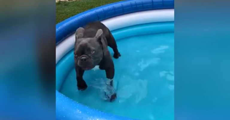 Bulldog Goes Bonkers When Mom Buys Him A Kiddie Pool To Beat The Heat.