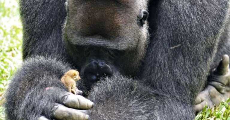 A Huge Gorilla Named Bobo Has Made Best Friends With A Tiny Bush Baby