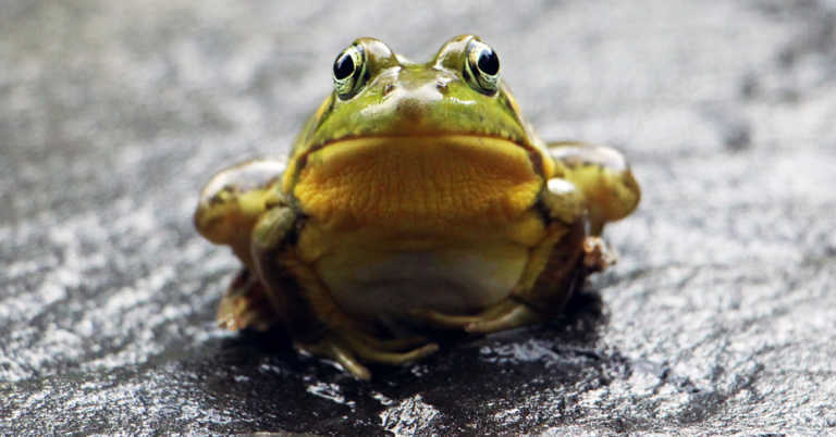 Why People Used To Put Frogs In Milk And 7 Other Weird Food Facts