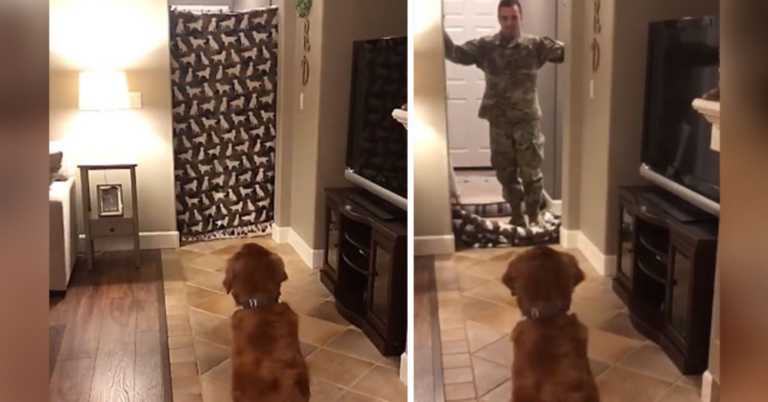 Soldier Dad Uses “What The Fluff” Challenge To Surprise His Devoted Golden Retriever.