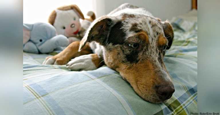 10 Things You Should Never, Ever Do To Your Dog