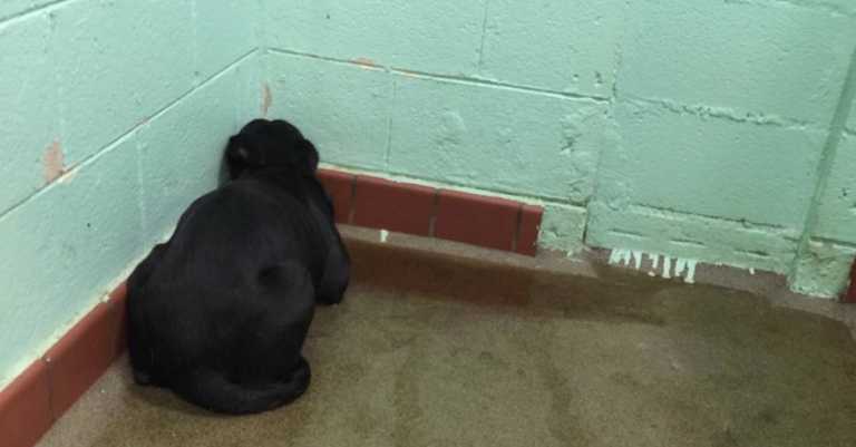 Shelter Dog Frozen In Fear Won’t Turn Around