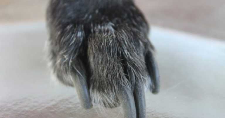 If Your Dog Doesn’t Like Getting His Toenails Clipped, This Weird Trick May Work