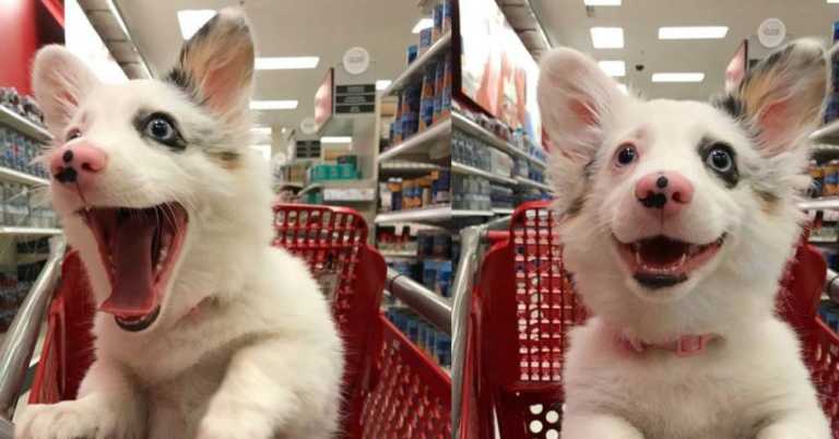 Mom Takes 4-Month-Old Puppy Shopping At Target – Her Reaction Has The Internet In Stitches