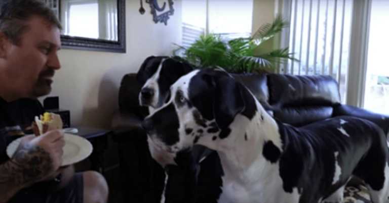Great Dane Throws Adorable Tantrum When Owner Refuses To Share His Sandwich