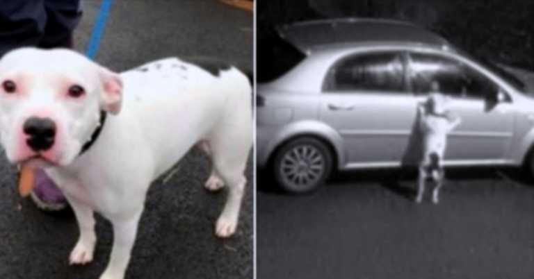 Dog Desperately Tries To Get Back Into Family’s Car After Being Abandoned