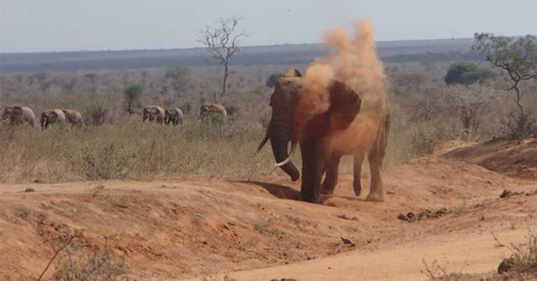 Guy Noticed Wild Animals Were Suffering In Drought So He Comes Up With Genius Plan.