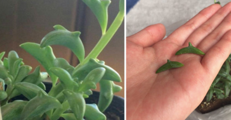 Dolphin Succulents Are Our New Houseplant Obsession