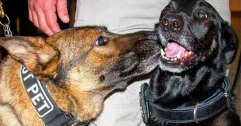 You Can Adopt Dogs That Failed Government Training for Being Too Friendly