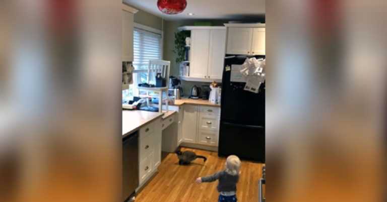 Toddler Loses Balloon So Clever Family Cat Helps Him Get It Back.