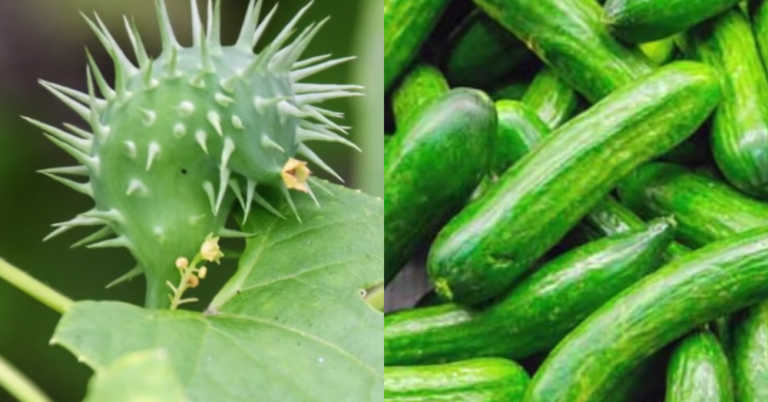 10 Foods That Originally Looked Totally Different Than They Do Today
