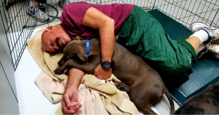 Humane Society Is Looking For Volunteers To Snuggle Shelter Puppies