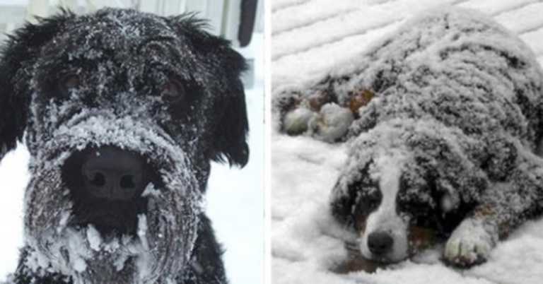 Law Enforcement Issues Warning After Several Dogs Found Frozen Solid