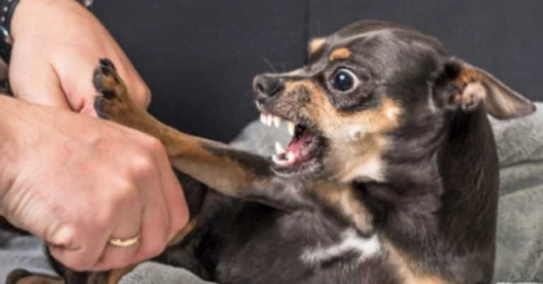Vet Shares Important Message For Dog Owners After Vicious Attack