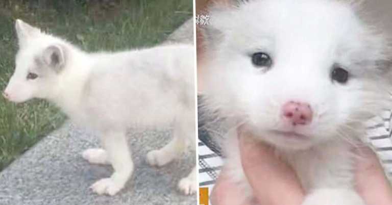 Puppy She’s Been Raising For A Year Turns Out To Be A White Fox
