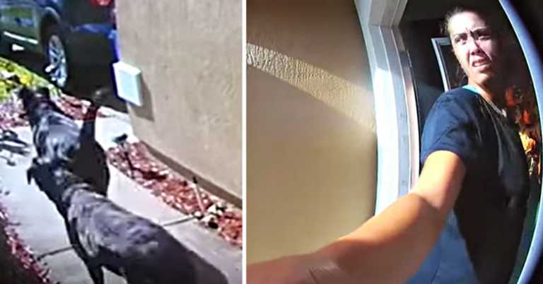 Doorbell Camera Captures Harrowing Moment Dogs Save Owner’s Life After Stroke.