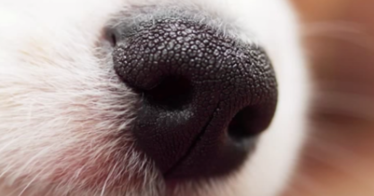 Here’s Why Your Dog’s Fur Is So Stinky When It’s Wet…