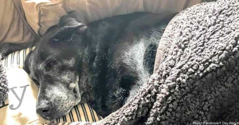 Grieving Dog Says Goodbye To Only Owner She’s Ever Known
