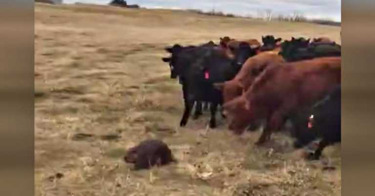 Confused Beaver Becomes Unexpected Leader Of 150 Cows & The Internet Is Cracking Up.